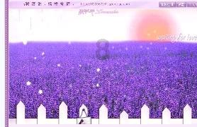 疯狂的小猫